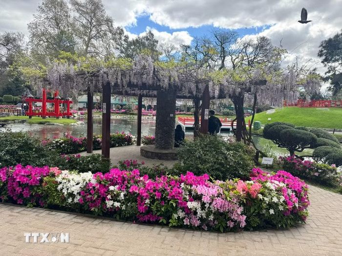 Những cây cầu cong, hồ nước với cá koi, đèn đá, các lối đi uốn lượn, bonsai, tre và nhiều loài cây đặc trưng của Nhật Bản được kết hợp hài hòa với hệ thực vật bản địa Argentina. (Ảnh: Diệu Hương/TTXVN)