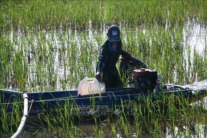 Với người dân Cần Thơ, mùa nước nổi không chỉ mang theo những con nước lên xuống theo mùa mà còn mở ra một mùa sinh kế đặc biệt.