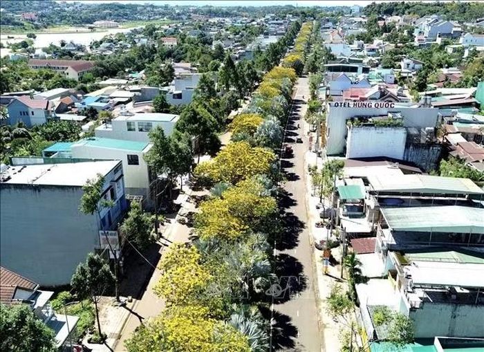 Hoa phượng vàng nở rộ dọc đường Tôn Đức Thắng (phường Bắc Gia Nghĩa, tỉnh Lâm Đồng).