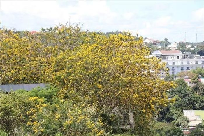 Hoa vàng nở rộ tô điểm không gian phố thị Gia Nghĩa (Lâm Đồng).