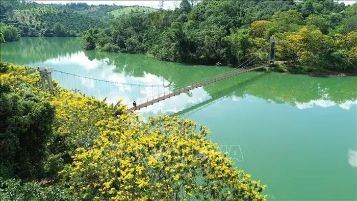 Hoa phượng vàng nở rộ bên cầu treo Đắk R’Tih, tạo điểm nhấn cảnh quan giữa không gian xanh ở phường Nam Gia Nghĩa (Lâm Đồng).