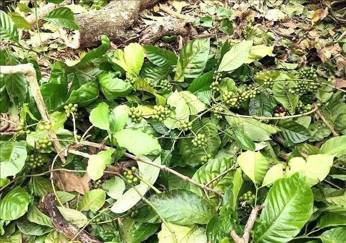 Hàng loạt cây cà phê đang kỳ thu hoạch bị mưa lớn kèm gió mạnh quật ngã.