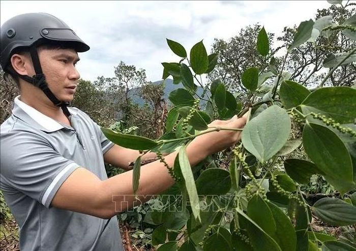 Nhiều diện tích hồ tiêu của người dân cũng bị thiệt hại nặng do mưa lớn.
