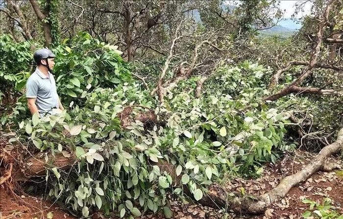 Trận mưa lớn tại địa bàn xã Ia Krái (Gia Lai) đã gây thiệt hại cây trồng của người dân.