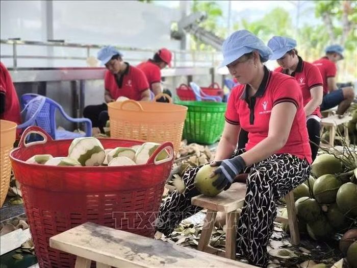 Sơ chế gọt vỏ dừa tại nhà máy chế biến trái cây xuất khẩu Kim Thanh (xã Giao Long, tỉnh Vĩnh Long).