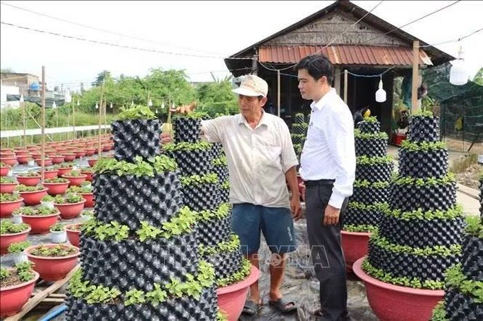 Ông Lữ Quốc Cường, phường Mỹ Phong, Đồng Tháp đổi dáng chậu hoa cúc mâm xôi thành hình tháp để cung ứng thị trường Tết.