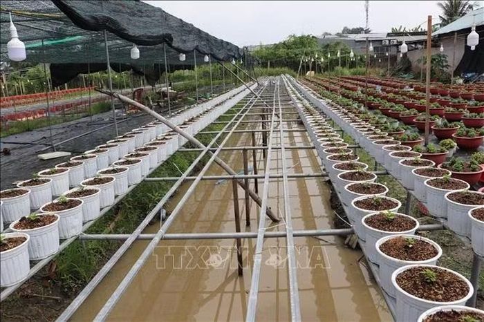 Để bảo vệ hoa kiểng phục vụ Tết Nguyên đán 2027, 40% hộ dân làng hoa Mỹ Phong đã dùng bạt và làm giàn cho hoa.