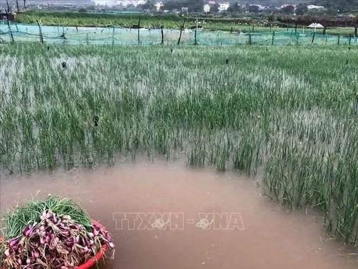 Mưa lớn gây ngập úng diện tích lớn hành tím sắp đến kỳ thu hoạch. Ảnh: TTXVN phát
