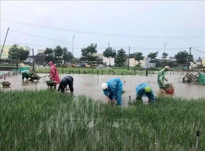 Người dân tranh thủ thu hoạch hành bị ngập úng. Ảnh: TTXVN phát