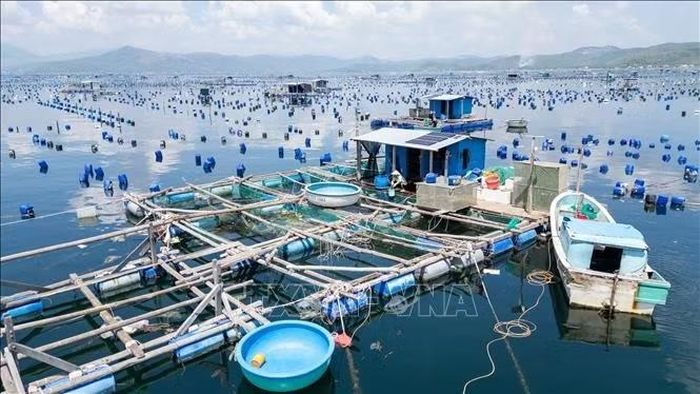 Sau những thiệt hại do bão lũ và nước ngọt từ thượng nguồn, người nuôi tôm hùm ở phường Sông Cầu, tỉnh Đắk Lắk chủ động thay đổi cách thức sản xuất để giảm rủi ro trước thời tiết cực đoan.