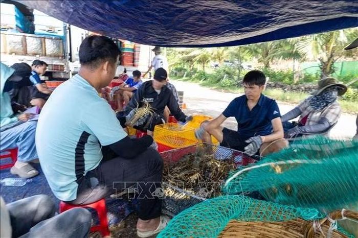 Ngay sau thiệt hại lớn từ mùa mưa bão năm 2025, người dân tại phường Sông Cầu, tỉnh Đắk Lắk đã nhanh chóng xuống tôm giống trở lại để kịp thời thu hoạch trước mùa mưa bão.