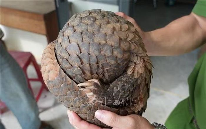 Người dân giao nộp tê tê cho Công an xã Đăk Sao.