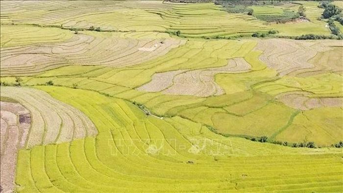Cánh đồng Pắc Ta, nơi có loại lúa Co Giàng thơm ngon để làm cốm.