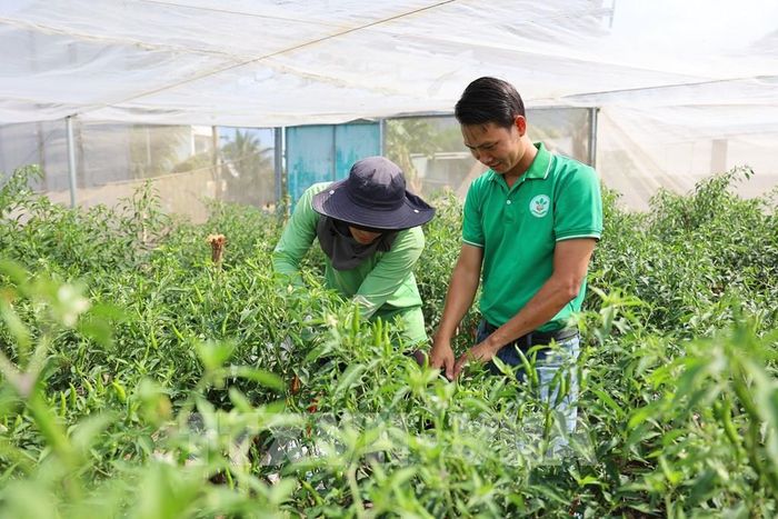 Xây dựng vùng nguyên liệu đạt chuẩn giúp nâng cao giá trị và mở rộng thị trường xuất khẩu. Ảnh: Hoàng Nhị - TTXVN 