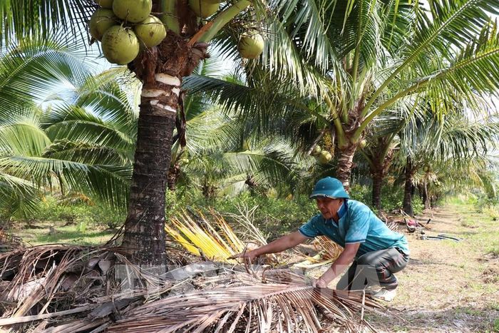 Sử dụng lá khô để làm phân hữu cơ. Ảnh: Thanh Hòa - TTXVN 