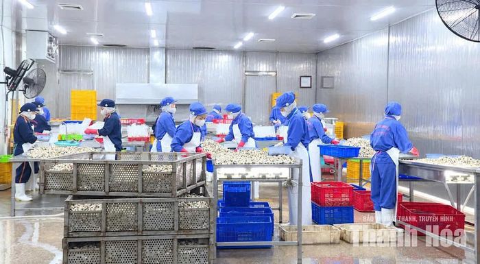 Công nhân Công ty CP Xuất nhập khẩu thủy sản Thanh Hóa chế biến, đóng gói ngao xuất khẩu.