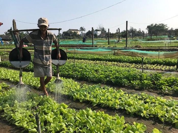 Mô hình sản xuất rau sạch theo tiêu chuẩn VietGap đem lại hiệu quả kinh tế cao cho người dân thành phố Đà Nẵng - Ảnh: Ngô Anh Văn.