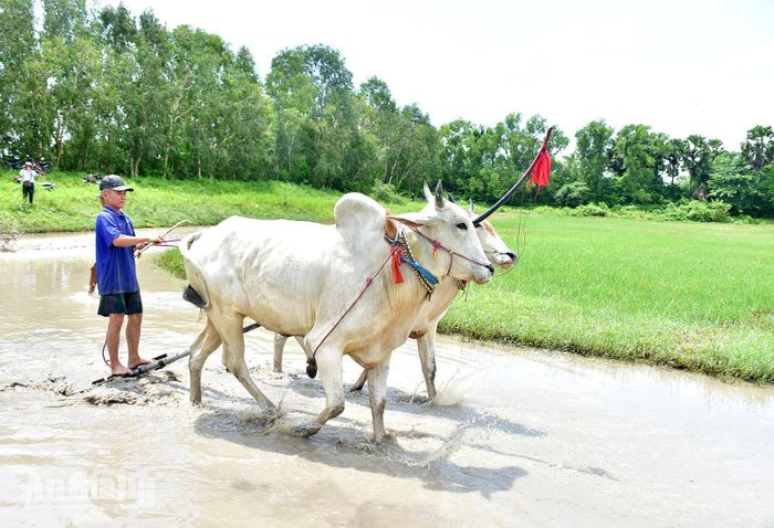 Ông Nguyễn Thành Tài luyện tập chuẩn bị tham gia Hội đua bò Bảy Núi tranh cúp Truyền hình An Giang (ATV) lần thứ 31 năm 2026. Ảnh: THANH TIẾN