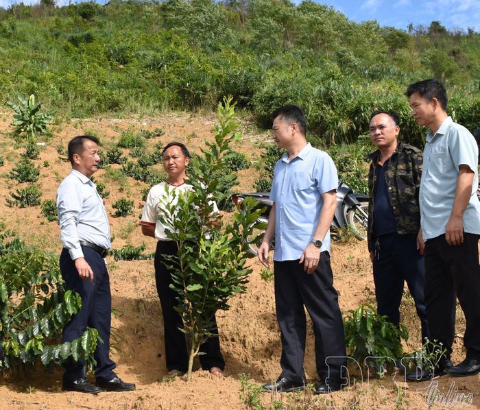 Đoàn giám sát Ban Dân tộc, Hội đồng Nhân dân tỉnh thăm diện tích trồng mắc ca, cà phê của người dân bản Thộ Lộ, xã Búng Lao.
