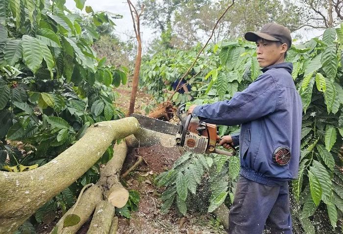 Gia đình bà Hà Thị Thủy (thôn Ia Blan) thuê người thu dọn số cây trồng bị gãy đổ do lốc xoáy. Ảnh: N.S
