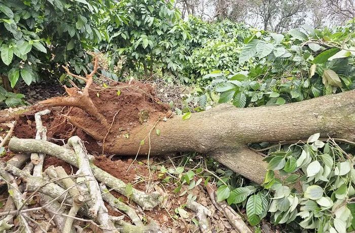 Lốc xoáy quật ngã những cây điều 30 năm tuổi. Ảnh: N.S