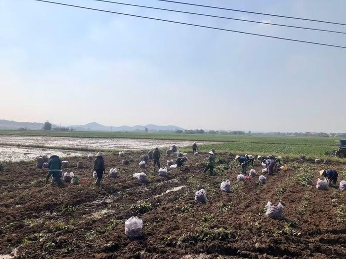  Người dân xã Phú Thiện thu hoạch khoai lang, cây trồng đang được mở rộng trên diện tích chuyển đổi từ đất lúa. Ảnh: L.N 