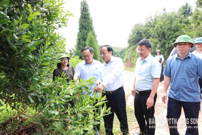 Đồng chí Lương Trọng Quỳnh, Ủy viên BTV Tỉnh ủy, Trưởng Ban Nội chính Tỉnh ủy, Phó Trưởng ban Thường trực BCĐ phát triển nông nghiệp tỉnh cùng đoàn công tác kiểm tra thực tế mô hình trồng mắc ca trên địa bàn xã Xuân Dương
