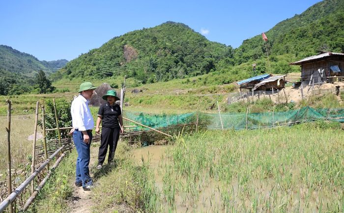 Lãnh đạo xã Nậm Xé kiểm tra mô hình nuôi cá trên chân ruộng một vụ.
