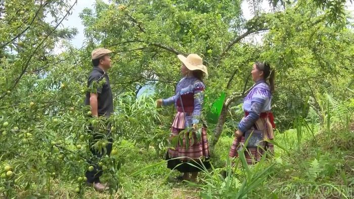 Nhiều nông sản đặc trưng của vùng cao tạo dựng được chỗ đứng trên thị trường.