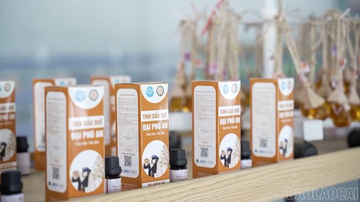 Các hợp tác xã giữ vai trò quan trọng trong phát triển sản phẩm OCOP và xây dựng chuỗi giá trị nông sản địa phương.