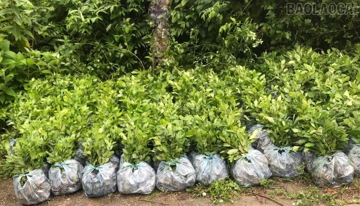 Cây giống được cấp cho người dân xã Mường Khương để trồng mới, mở rộng diện tích chè.