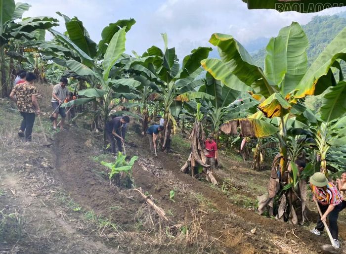 Cán bộ Trung tâm Dịch vụ tổng hợp xã Mường Khương hướng dẫn người dân trồng chè đúng kỹ thuật.