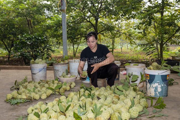 Na trái vụ hiện được bán với giá khoảng 60.000 đồng/kg, cao hơn mức 40.000 - 50.000 đồng/kg của vụ chính. Việc chủ động điều tiết thời vụ giúp người trồng na ở thôn Quyết Tâm kéo dài mùa thu hoạch, mở thêm cơ hội nâng cao giá trị sản phẩm.