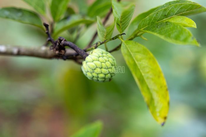 Khi cây ra hoa, người dân chủ động thụ phấn bổ sung bằng tay để nâng tỷ lệ đậu quả. Đây là một trong những khâu quan trọng, quyết định thành công của vụ na trái vụ.