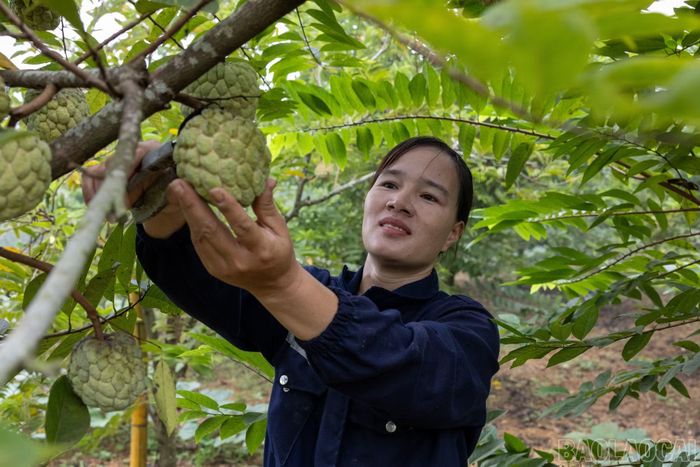 Na thường chuyển chín nhanh qua đêm, vì vậy, người dân tranh thủ thu hái từ sáng sớm để quả giữ được độ cứng, thuận lợi cho việc bảo quản và vận chuyển.
