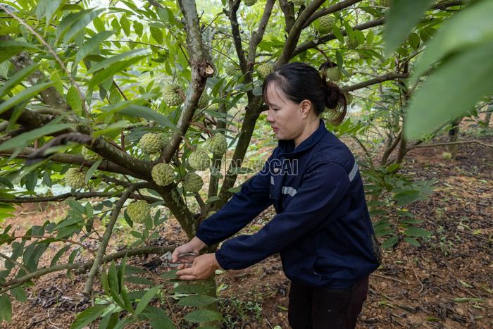 Những vườn na xanh tốt đang bước vào kỳ thu hoạch trái vụ. Vụ thu hoạch kéo dài khoảng một tháng, từ rằm tháng 8 đến rằm tháng 9 âm lịch.