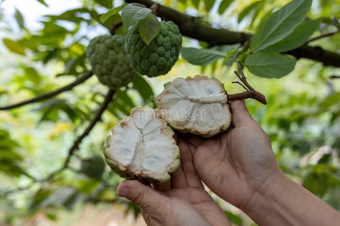 Na dai trồng tại thôn Quyết Tâm có vỏ mỏng, cùi dày, dóc hạt, nhiều thịt và vị ngọt thơm đặc trưng.