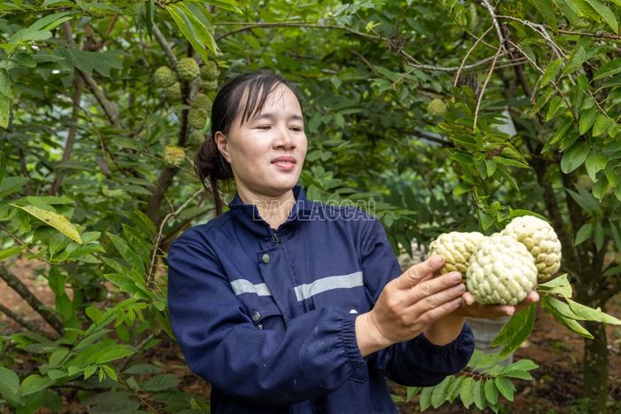 So với na chính vụ, na trái vụ được người dân đánh giá có vị ngọt đậm hơn. Thời điểm thu hoạch khác biệt cũng tạo lợi thế cho sản phẩm khi đưa ra thị trường.