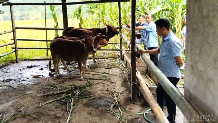 Cán bộ xã Phong Dụ Thượng kiểm tra mô hình vay vốn phát triển kinh tế của hộ nghèo thôn Làng Than.