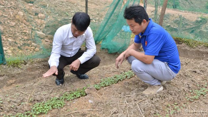 Cán bộ xã Phong Dụ Thượng trao đổi với hộ dân thôn Cao Sơn về trồng hoa tam giác mạch.