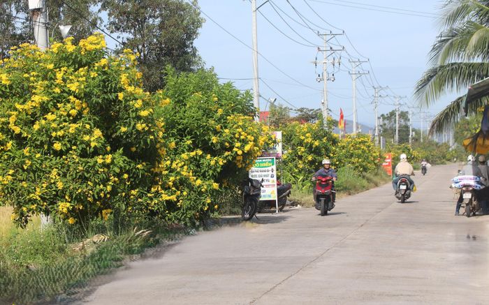 Tuyến đường vào thôn Suối Đá, xã Hồng Sơn rực rỡ sắc màu của hoa hoàng yến