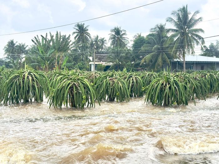 Nhiều diện tích thanh long tại xã Tuyên Quang bị ngập trong các đợt mưa lũ vừa qua