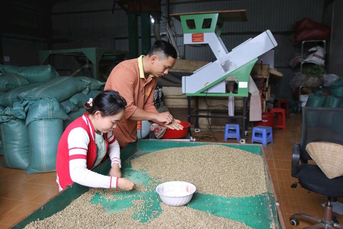 Anh Trần Văn Phú, xã Quảng Tín thành lập hợp tác xã và liên kết sản xuất cà phê với nhiều hộ dân trên địa bàn