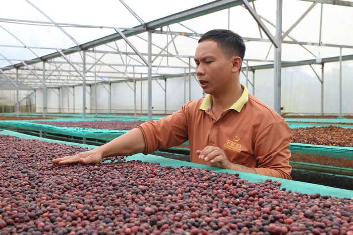 Anh Trần Văn Phú, xã Quảng Tín sản xuất cà phê Robusta đặc sản giúp người trồng cà phê nâng cao giá trị sản phẩm, tăng thu nhập