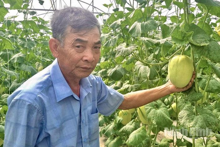 Ông Tống Viết Vinh, phường Yên Thắng phát triển mô hình trồng rau, củ, quả đạt tiêu chuẩn VietGAP.