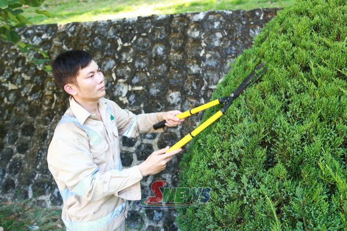 Công nhân Công ty cổ phần Môi trường và Dịch vụ đô thị Sơn La chi nhánh Mường La chăm sóc cây xanh.