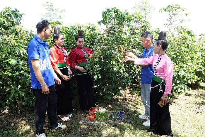 Vườn cà phê hữu cơ của Công ty CP Phúc Sinh Sơn La nơi diễn ra Hội thi Nhà nông đua tài cũng đã sẵn sàng cho hội thi.