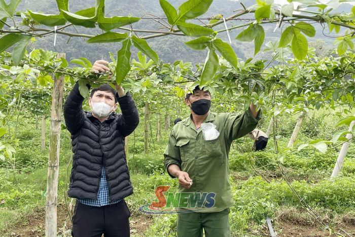 Nông dân phường Mộc Sơn chăm sóc cây chanh leo.