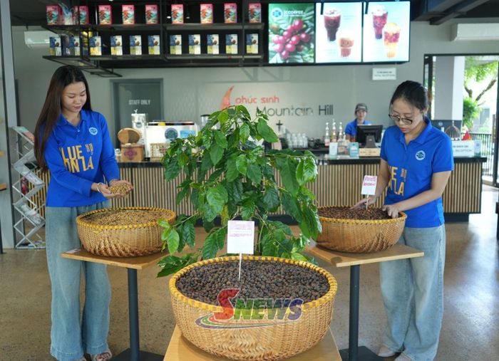 Khu trải nghiệm Phúc Sinh Mountain Hill chuẩn bị không gian trưng bày giới thiệu sản phẩm cà phê.