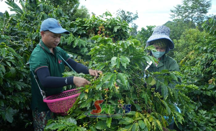 Công nhân Công ty Cổ phần Phúc Sinh Sơn La thu hoạch cà phê mùa vụ 2026-2027.